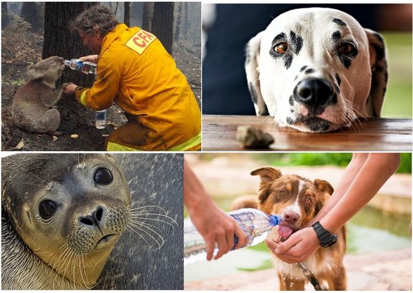 Photos of a dog, a seal, and people giving water to a dog and a koala